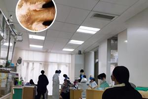 儿童泛发性白斑能根治吗